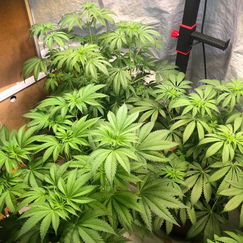 WW / GSC / PH growlog timeline photo