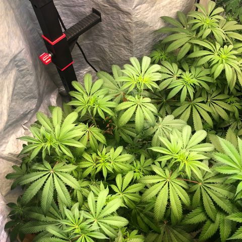 WW / GSC / PH growlog timeline photo