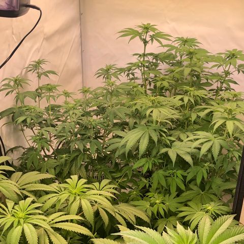 WW / GSC / PH growlog timeline photo