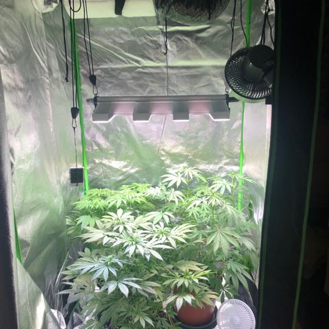 WW / GSC / PH growlog timeline photo