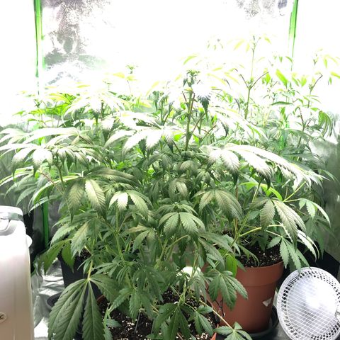WW / GSC / PH growlog timeline photo