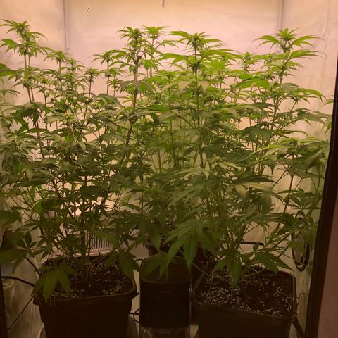 WW / GSC / PH growlog timeline photo