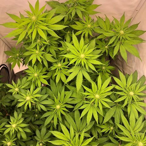 WW / GSC / PH growlog timeline photo