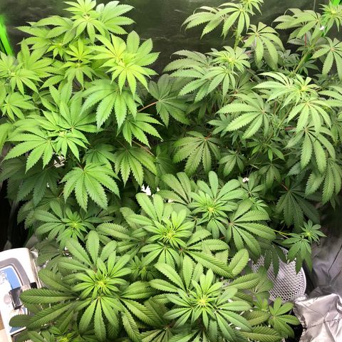 WW / GSC / PH growlog timeline photo
