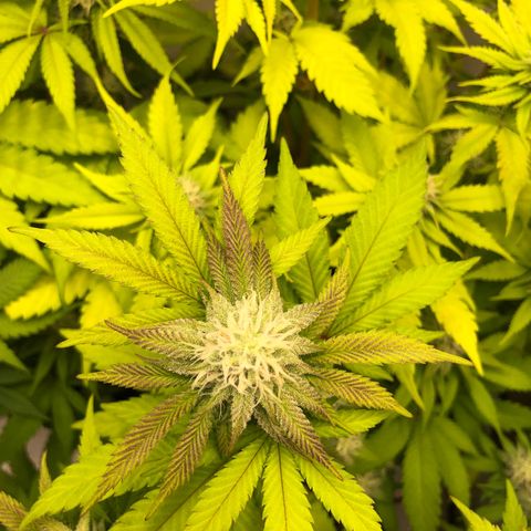 WW / GSC / PH growlog timeline photo