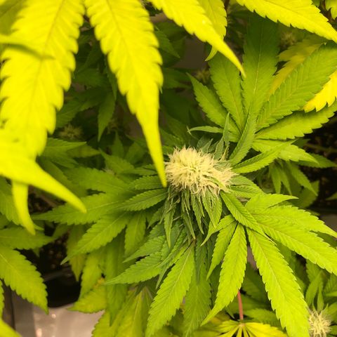 WW / GSC / PH growlog timeline photo