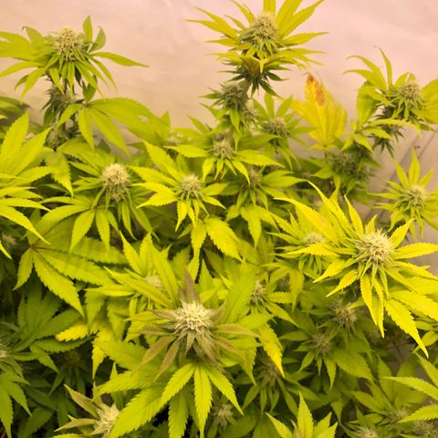 WW / GSC / PH growlog timeline photo