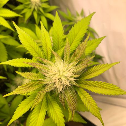 WW / GSC / PH growlog timeline photo