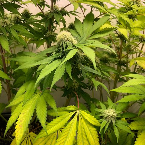 WW / GSC / PH growlog timeline photo