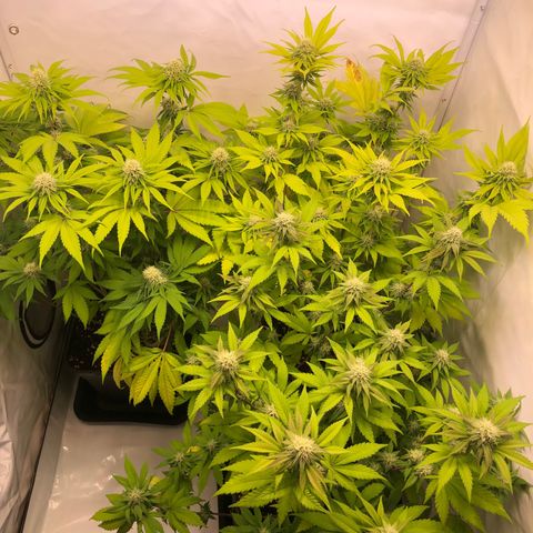 WW / GSC / PH growlog timeline photo
