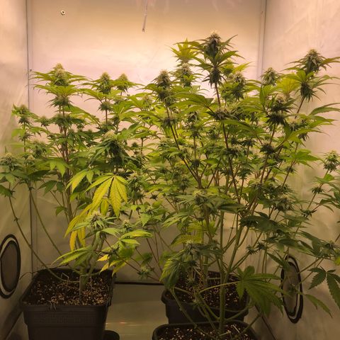 WW / GSC / PH growlog timeline photo