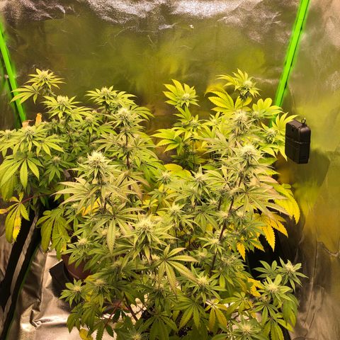 WW / GSC / PH growlog timeline photo