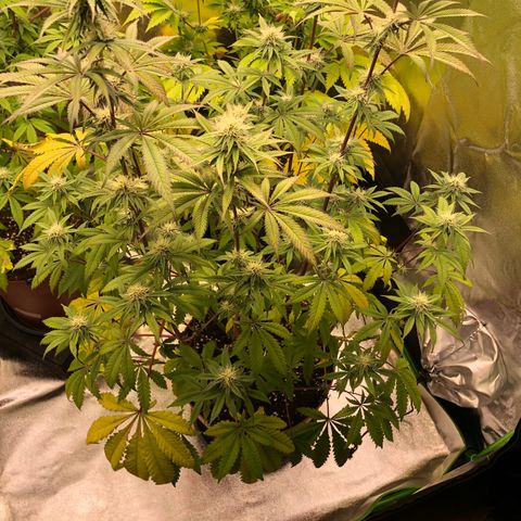 WW / GSC / PH growlog timeline photo