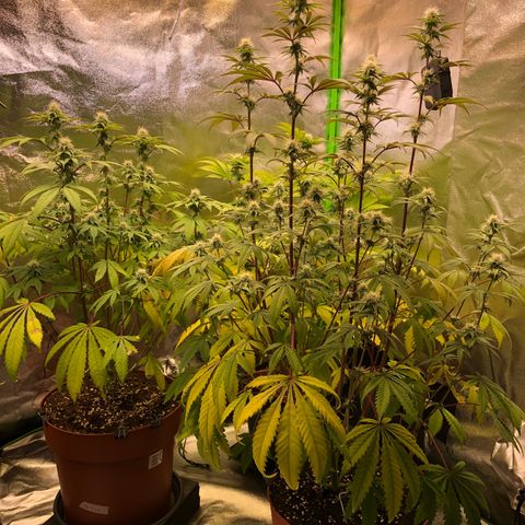 WW / GSC / PH growlog timeline photo