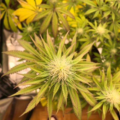 WW / GSC / PH growlog timeline photo