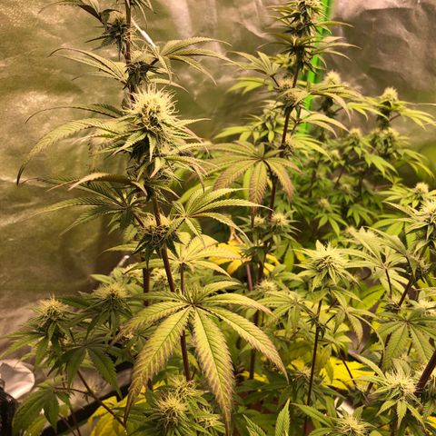 WW / GSC / PH growlog timeline photo