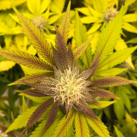WW / GSC / PH growlog timeline photo