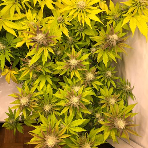 WW / GSC / PH growlog timeline photo
