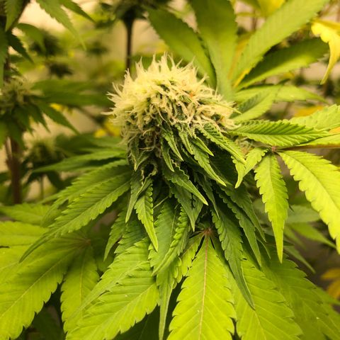 WW / GSC / PH growlog timeline photo