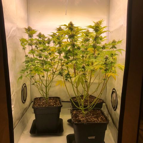 WW / GSC / PH growlog timeline photo