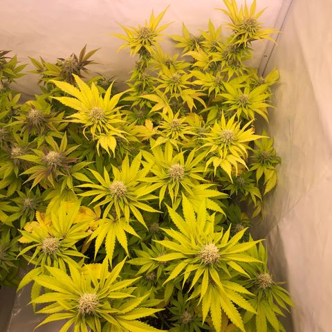 WW / GSC / PH growlog timeline photo