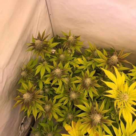 WW / GSC / PH growlog timeline photo