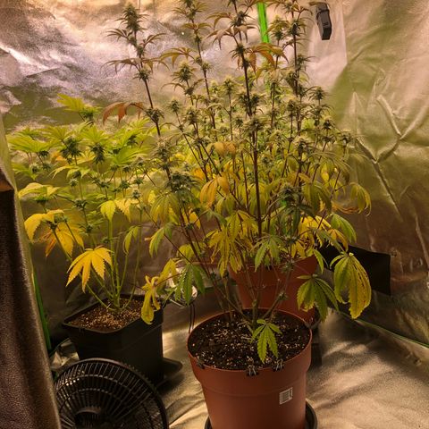 WW / GSC / PH growlog timeline photo