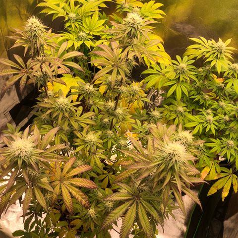WW / GSC / PH growlog timeline photo