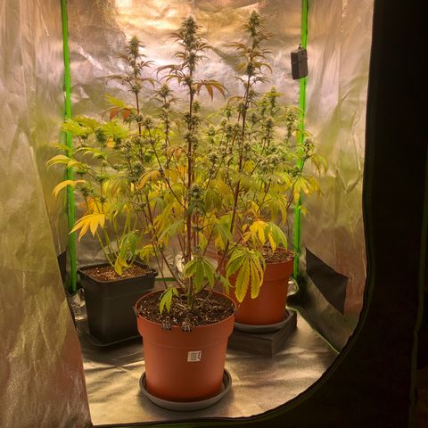 WW / GSC / PH growlog timeline photo