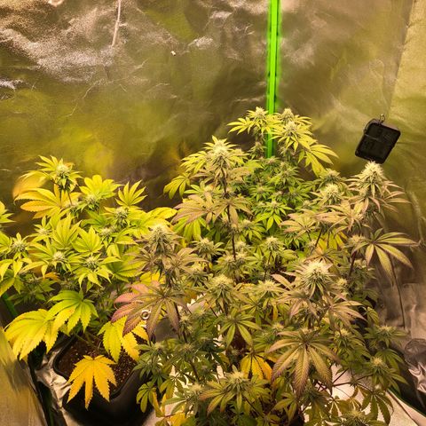WW / GSC / PH growlog timeline photo
