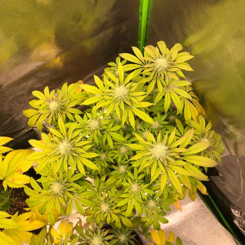 WW / GSC / PH growlog timeline photo