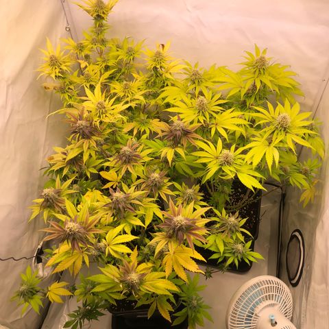 WW / GSC / PH growlog timeline photo