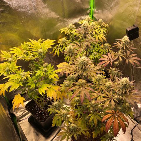WW / GSC / PH growlog timeline photo