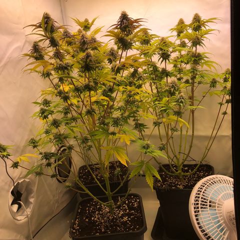 WW / GSC / PH growlog timeline photo