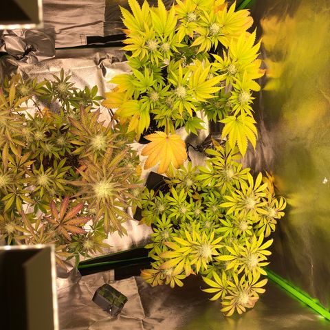 WW / GSC / PH growlog timeline photo