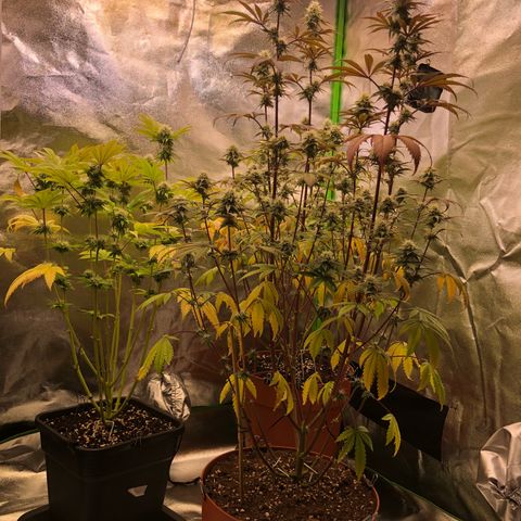 WW / GSC / PH growlog timeline photo