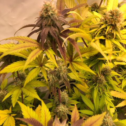 WW / GSC / PH growlog timeline photo