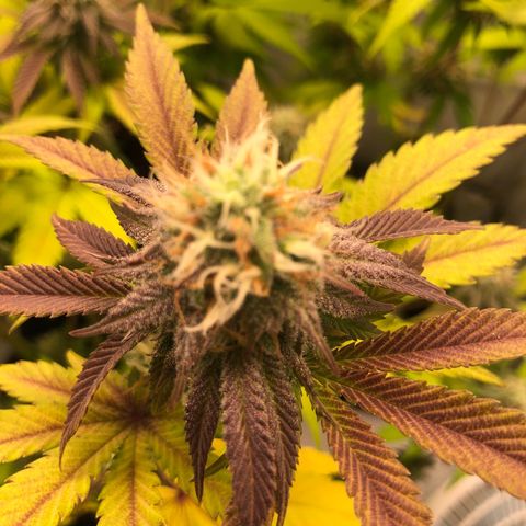 WW / GSC / PH growlog timeline photo