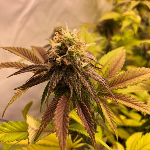 WW / GSC / PH growlog timeline photo