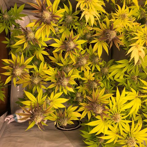 WW / GSC / PH growlog timeline photo