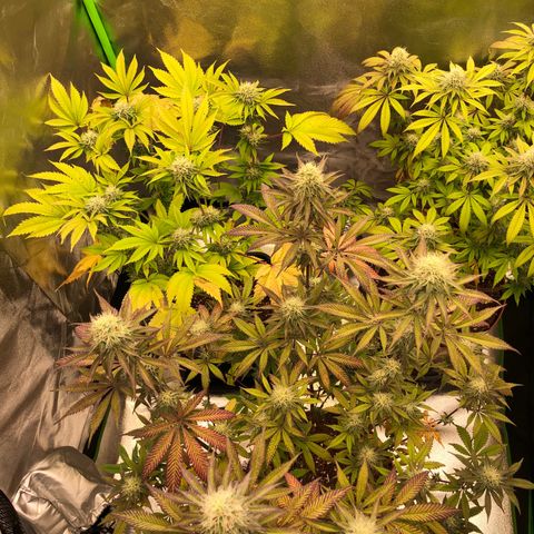 WW / GSC / PH growlog timeline photo