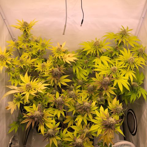 WW / GSC / PH growlog timeline photo