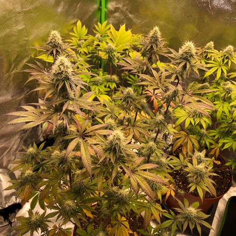 WW / GSC / PH growlog timeline photo