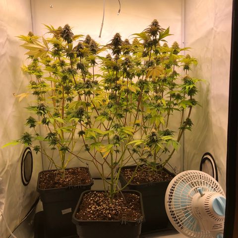 WW / GSC / PH growlog timeline photo