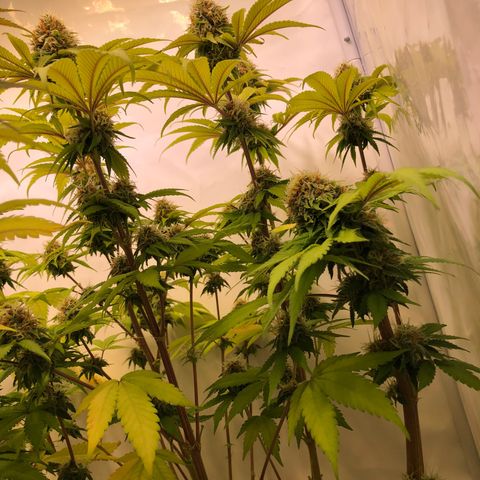 WW / GSC / PH growlog timeline photo