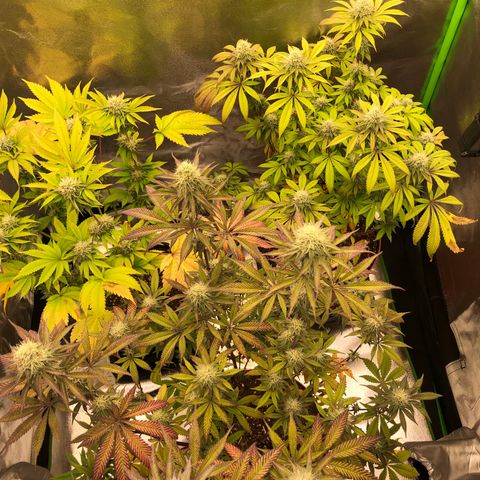 WW / GSC / PH growlog timeline photo