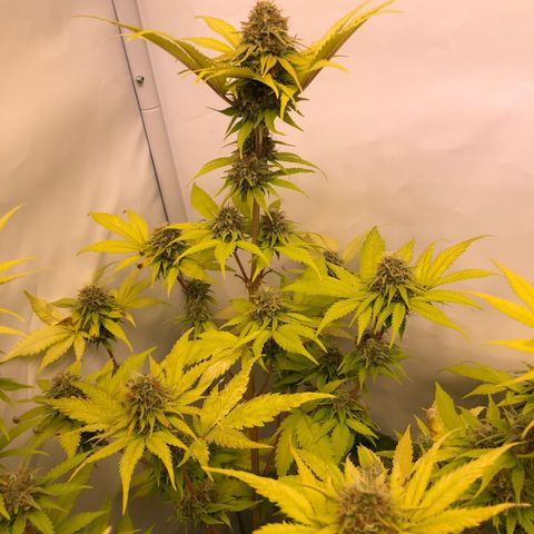 WW / GSC / PH growlog timeline photo