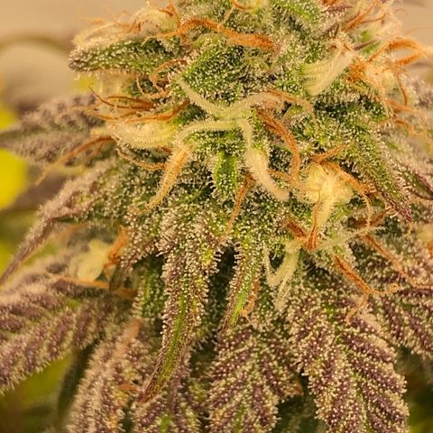 WW / GSC / PH growlog timeline photo