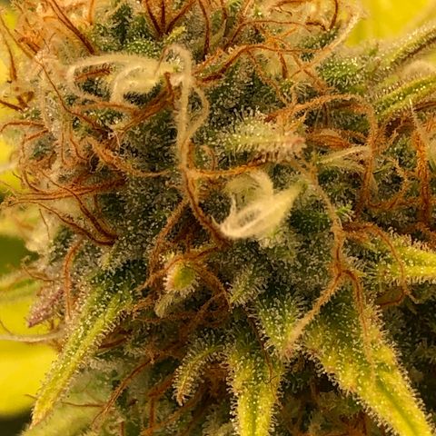 WW / GSC / PH growlog timeline photo