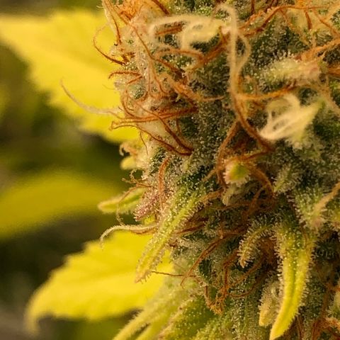 WW / GSC / PH growlog timeline photo